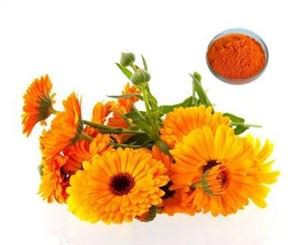 Estratt tal-Kalendula