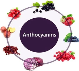 Top 5 Ingredjenti Li Fihom Anthocyanin Ogħla