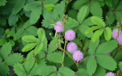 Mimosa Hostilis hija tajba għall-irqad jew le?